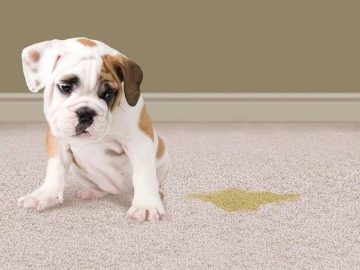 Pet Odour Removal