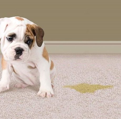 Pet Odour Removal
